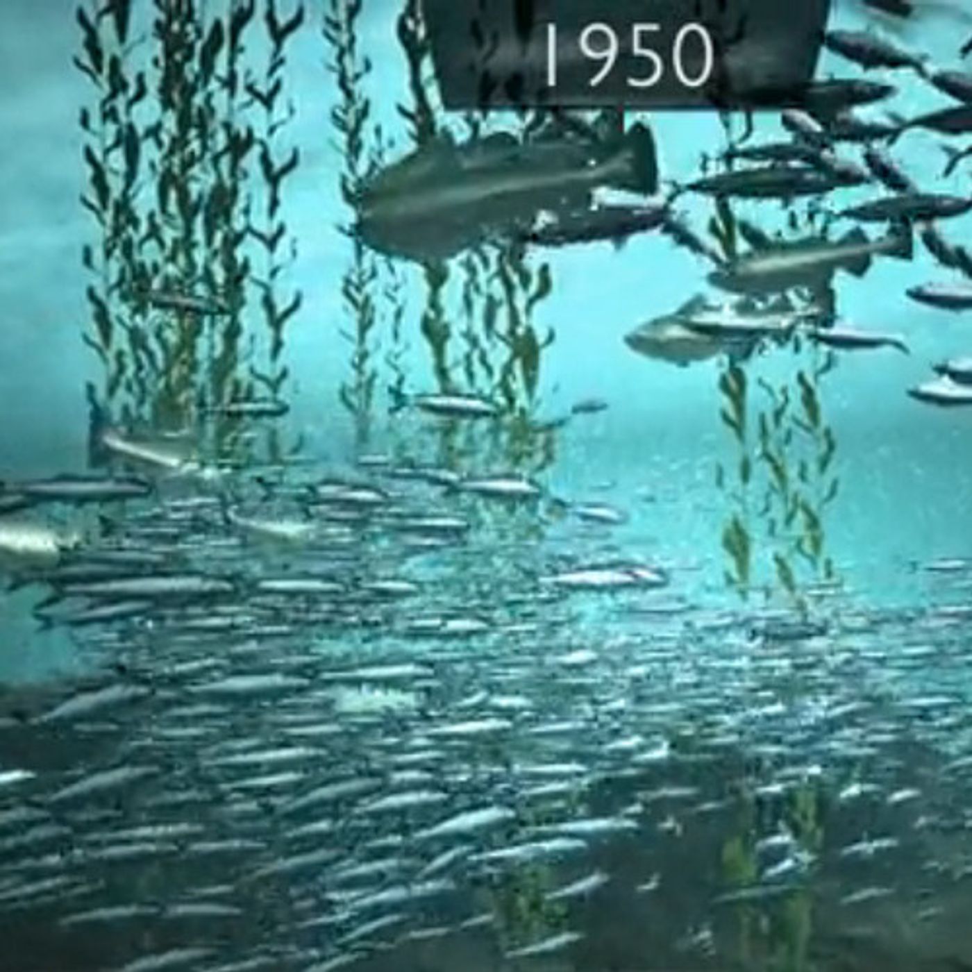 Ocean's Future: 'Goodbye Big Fish, Hello Small Fish' episode artwork
