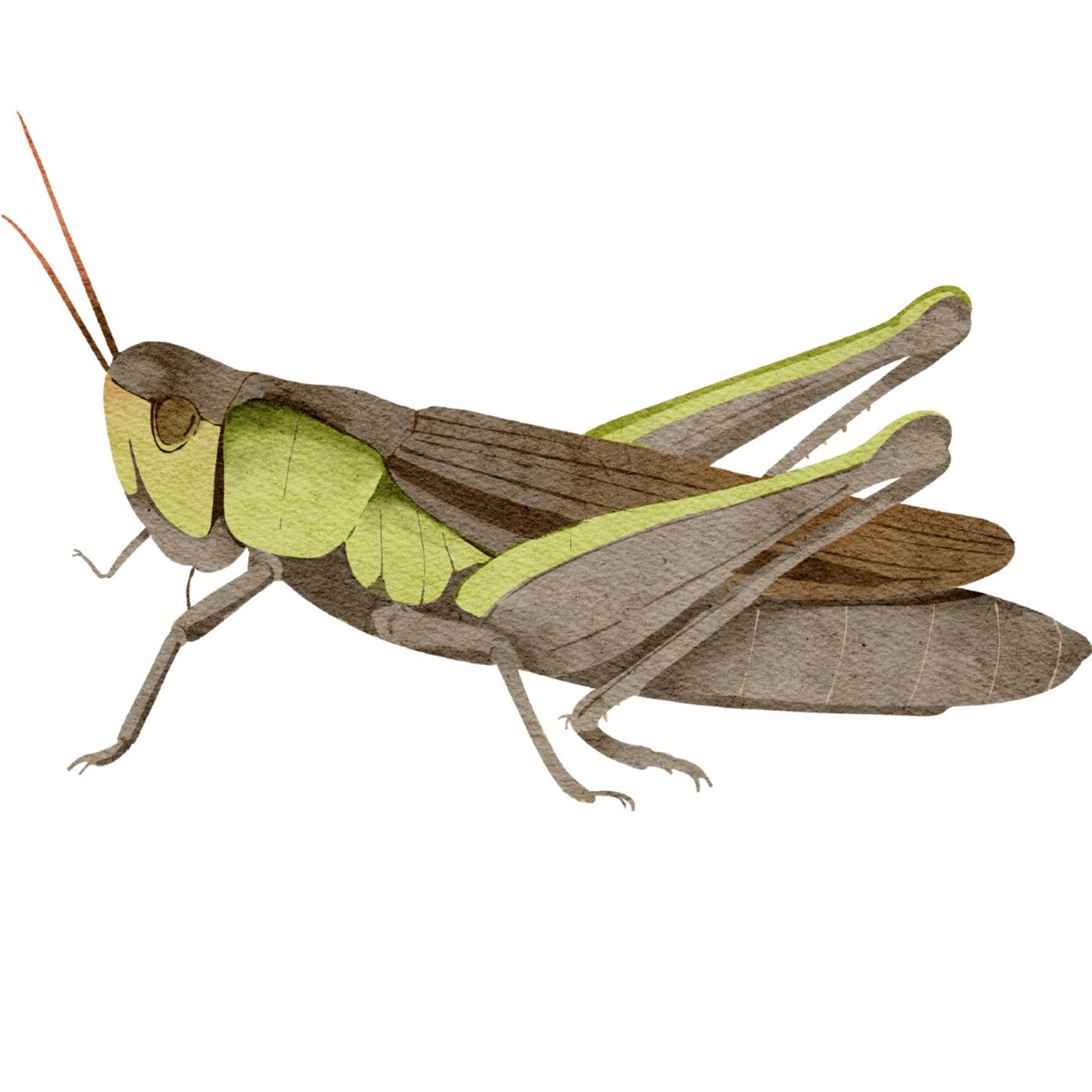 Benito y sus aventuras saltarinas