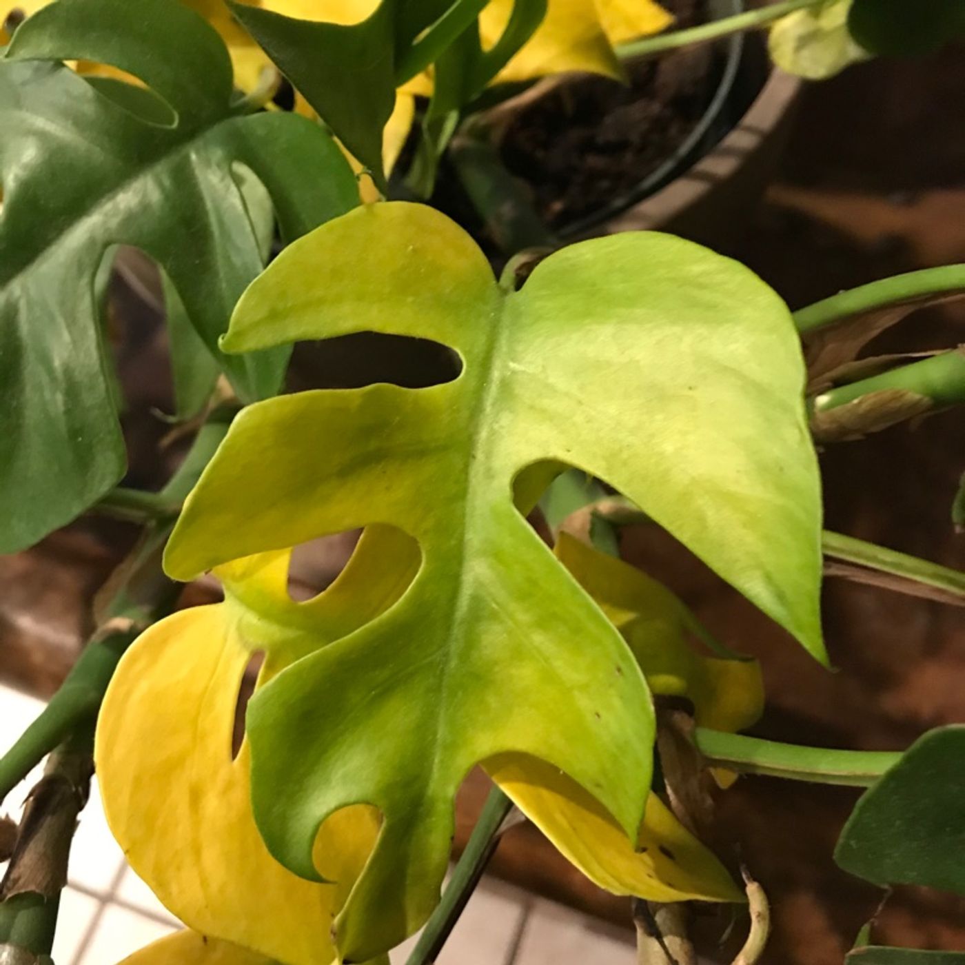 Episode 9 - Yellowing leaves and planty immune systems