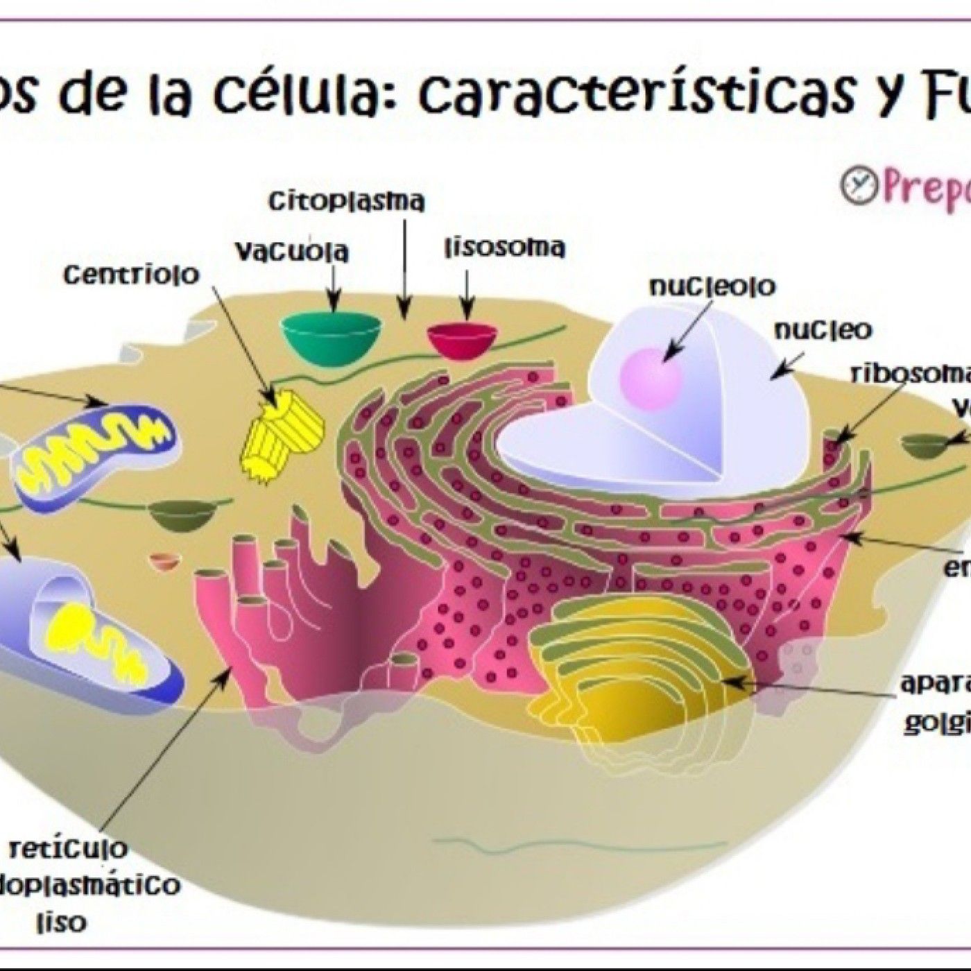 Organelos de la célula podcast artwork