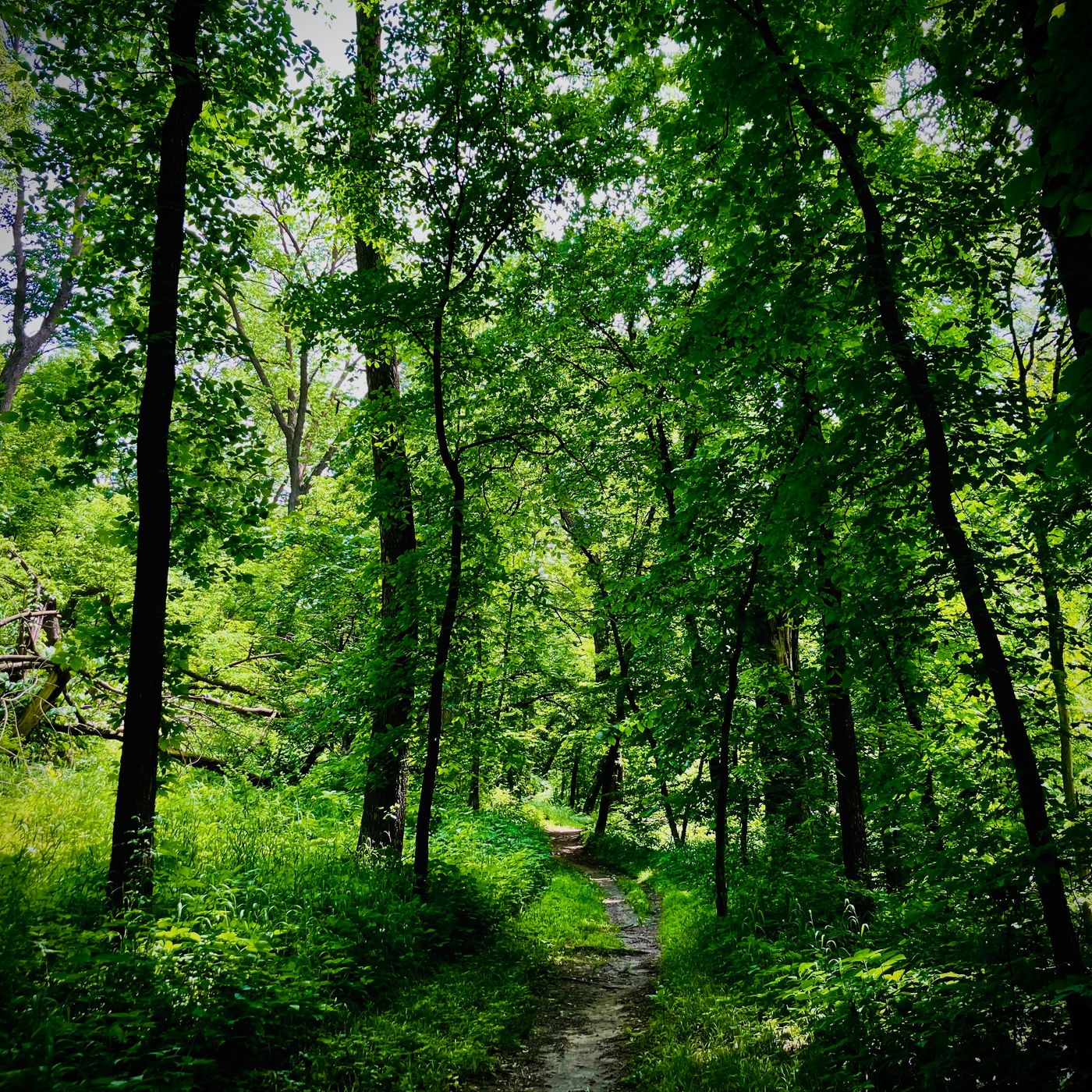 CODA: Tyler Irvine on rewilding your attention; the raptor program & mindful conservation