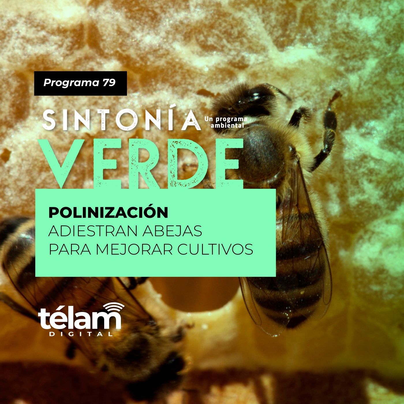 Polinización: Adiestran abejas para mejorar cultivos