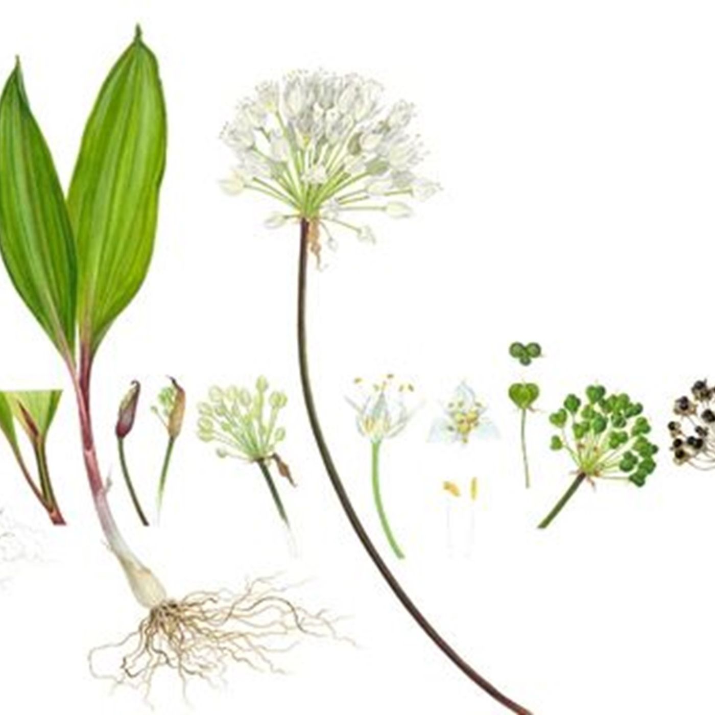 Southern Appalachian Herbs