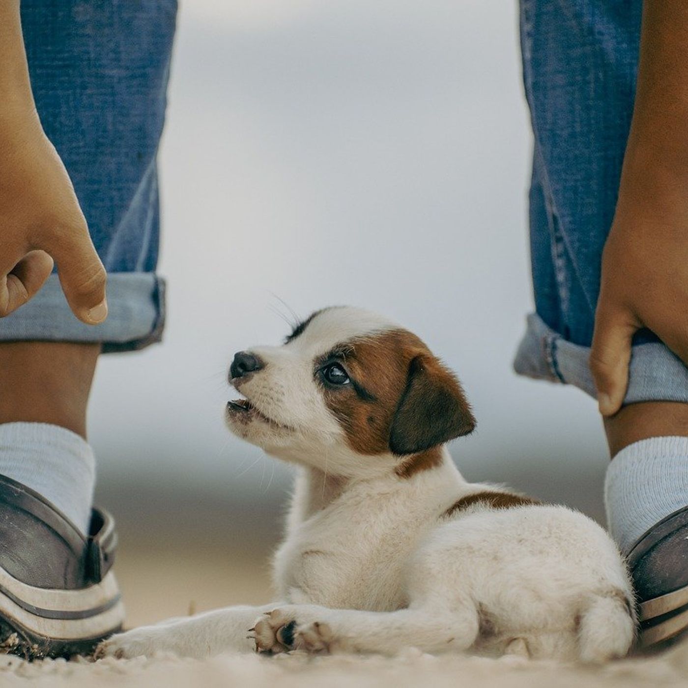 Quando è il momento giusto per prendersi un cucciolo?