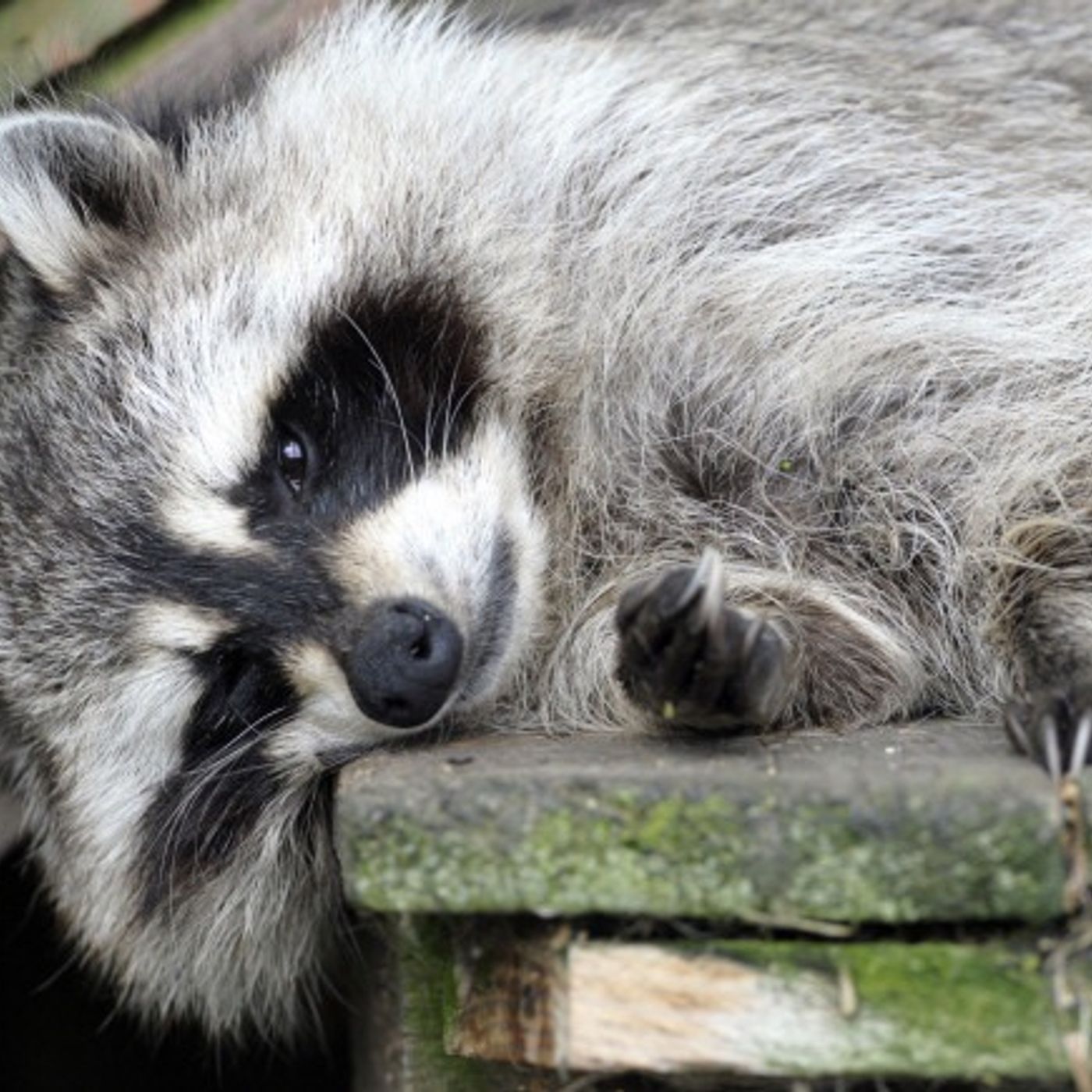 (Smile File) Wasted "Trash Panda" Appearing on Clothing episode artwork