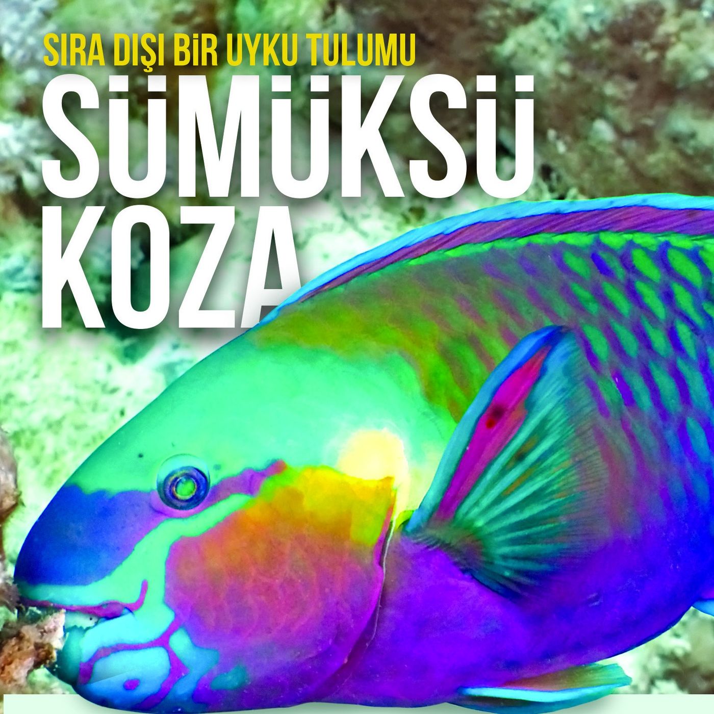 Sıra Dışı Bir Uyku Tulumu  Sümüksü Koza episode artwork