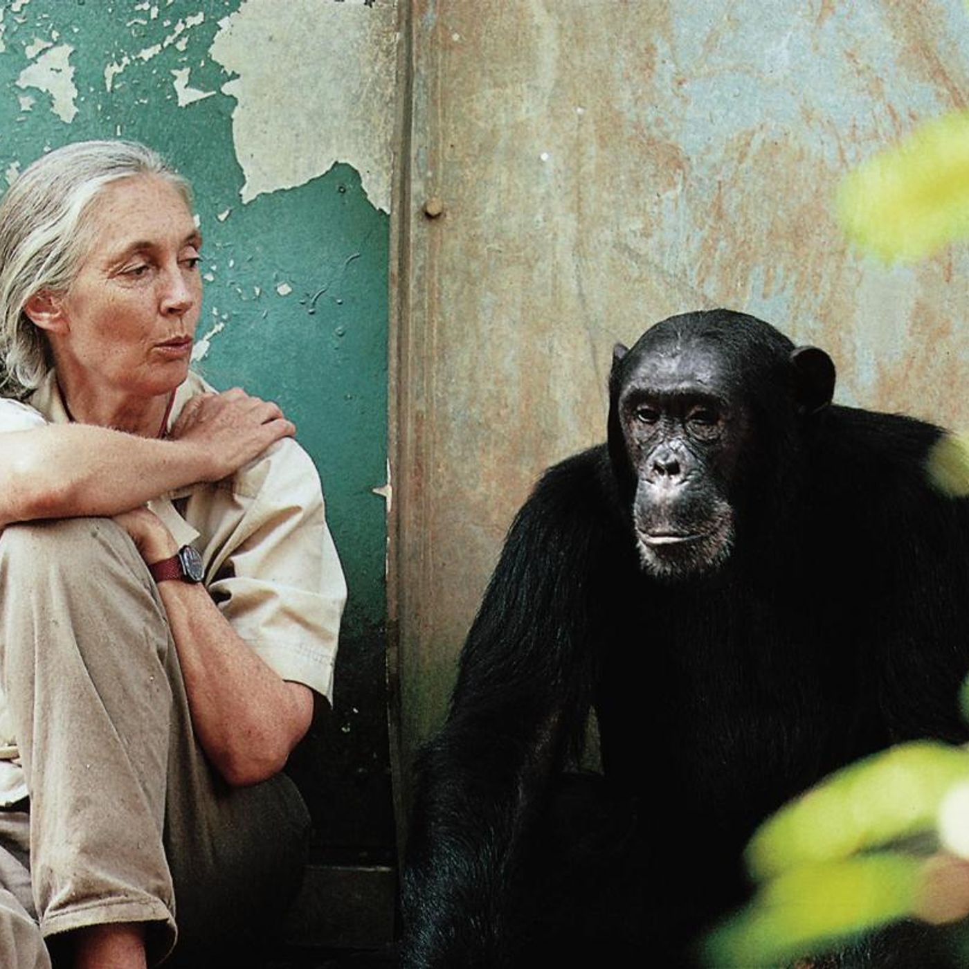 YouthRadio - JaneGoodallRootsShootsSpecial2020