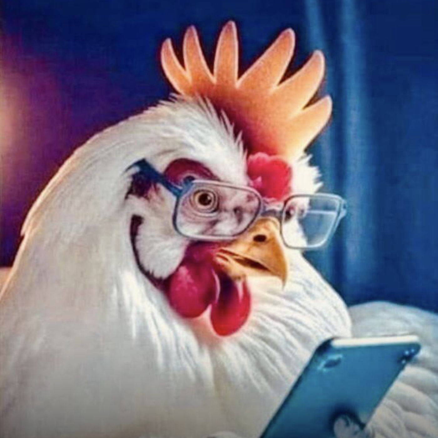 El gallo Bartolo y su móvil