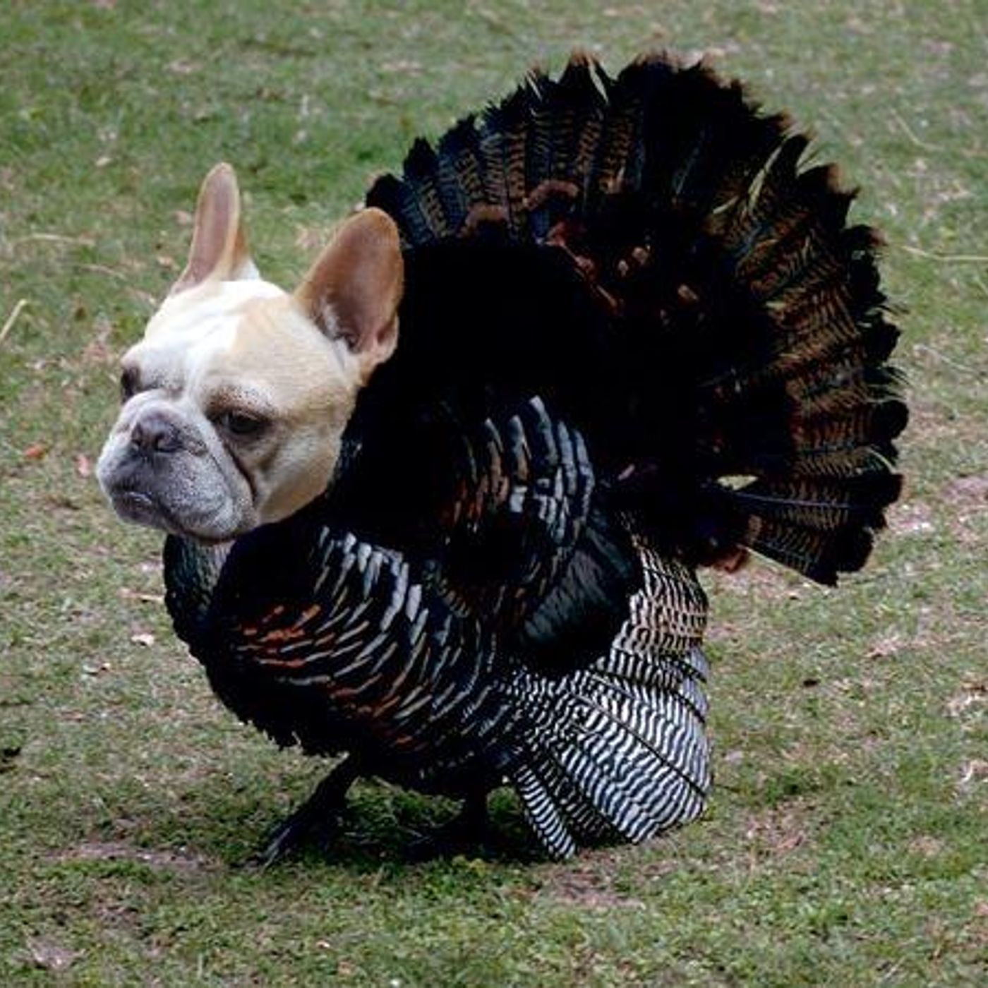 Don't Be a Turkey, Join Us in Gratitude or Share Your Lack Thereof episode artwork