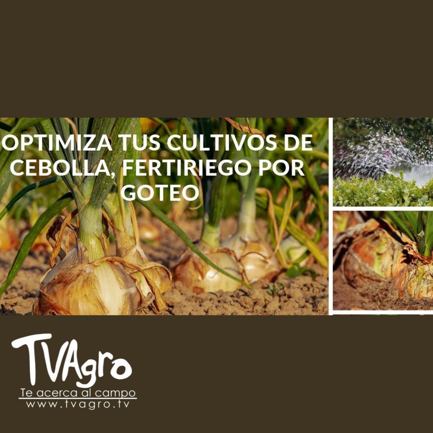 TV AGRO