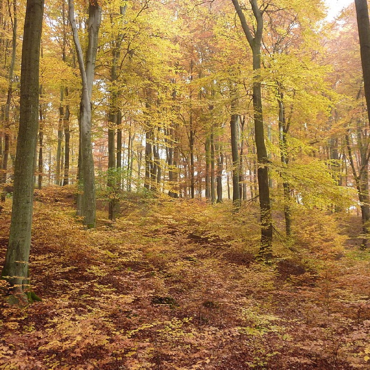 Natur für alle Sinne- Esra,Josina,Marilena und Alisha episode artwork