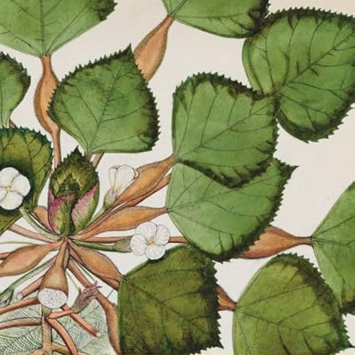 Clandestine Marriage: Botany and Romantic Culture