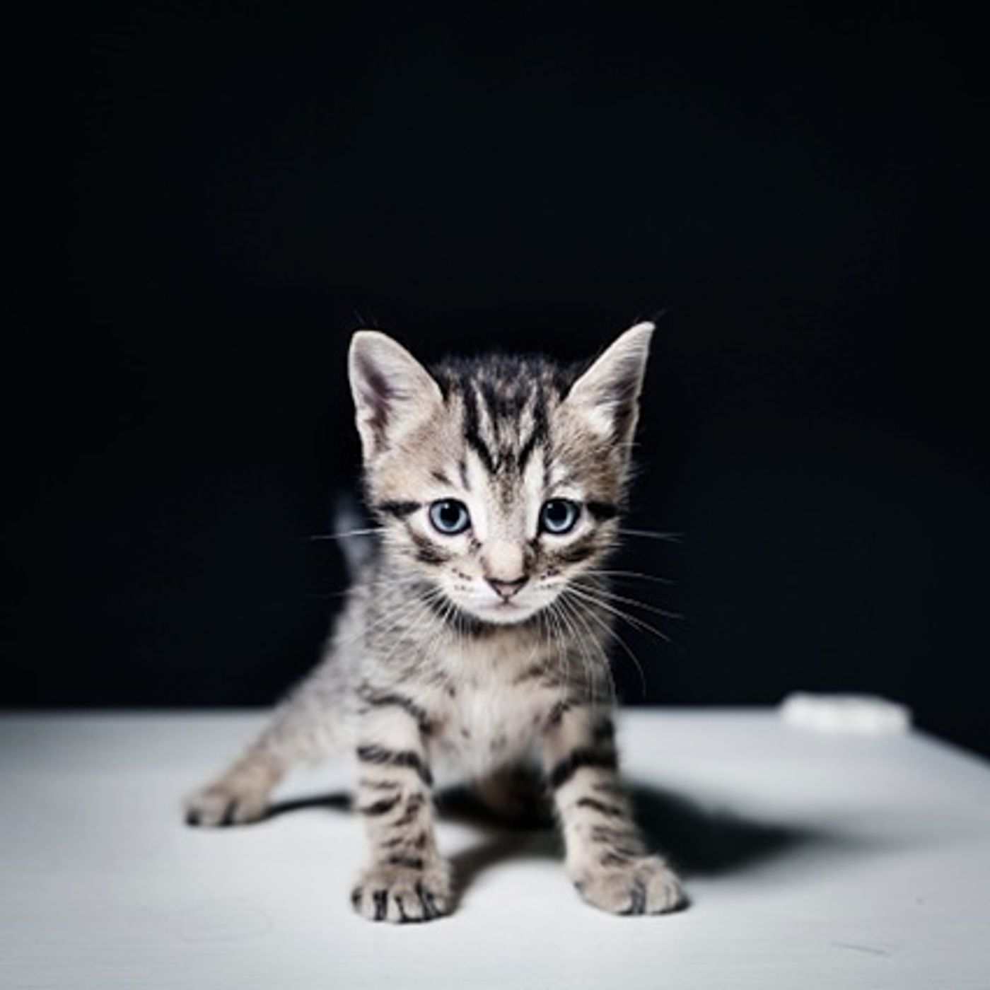 (Smile File) Help for Kitten With No Use of His Back Legs episode artwork