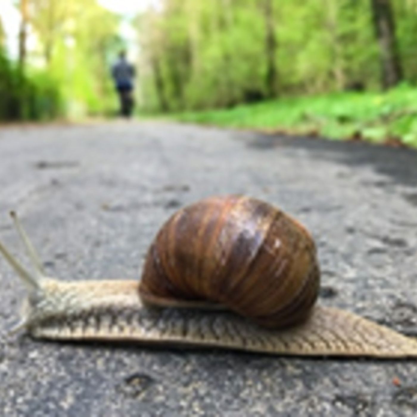 Bauni fortæller historier