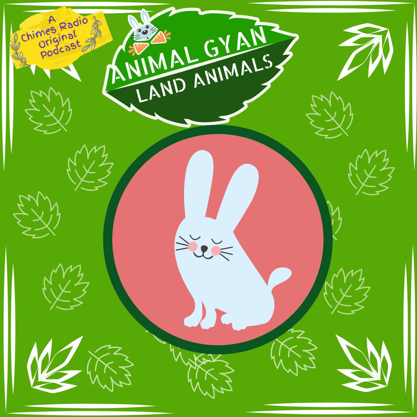 Rabbits