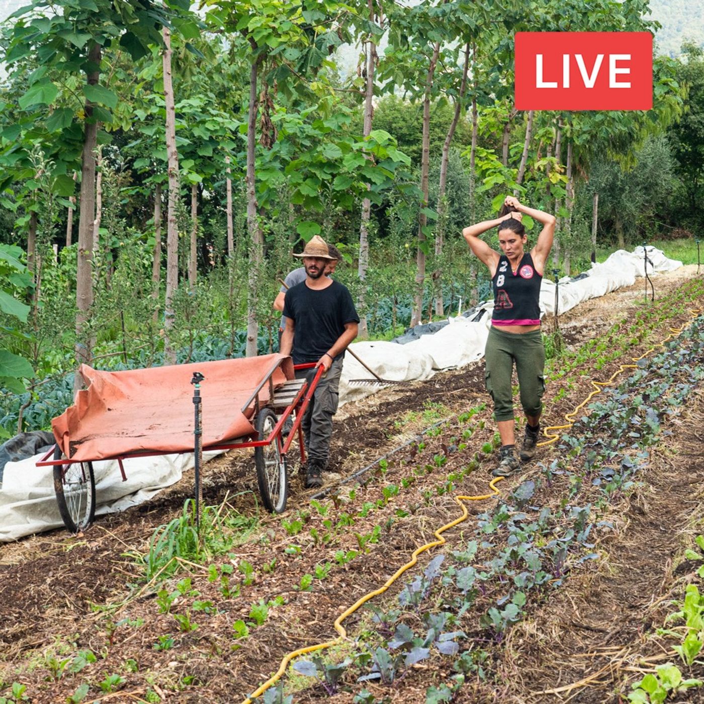 Agricoltura rigenerativa e agroforestazione. Con Matteo Mazzola – La cura  della terra – Podcast – Podtail