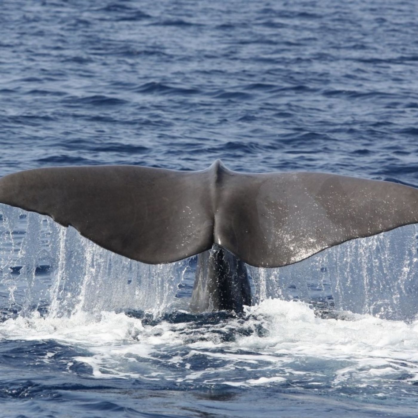 Nizza24 mercoledì 19 novembre: Météo - Monaco alla Guida del Santuario Pelagos - Truffe di Natale nel Var - Maltrattamento Animali a Nizza
