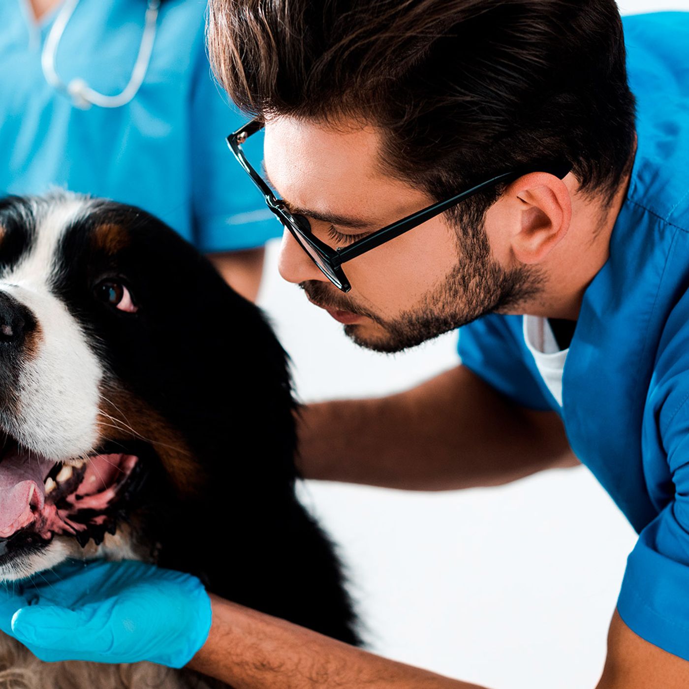 PREVENCION Y CUIDADO DE LOS ANIMALES. podcast artwork