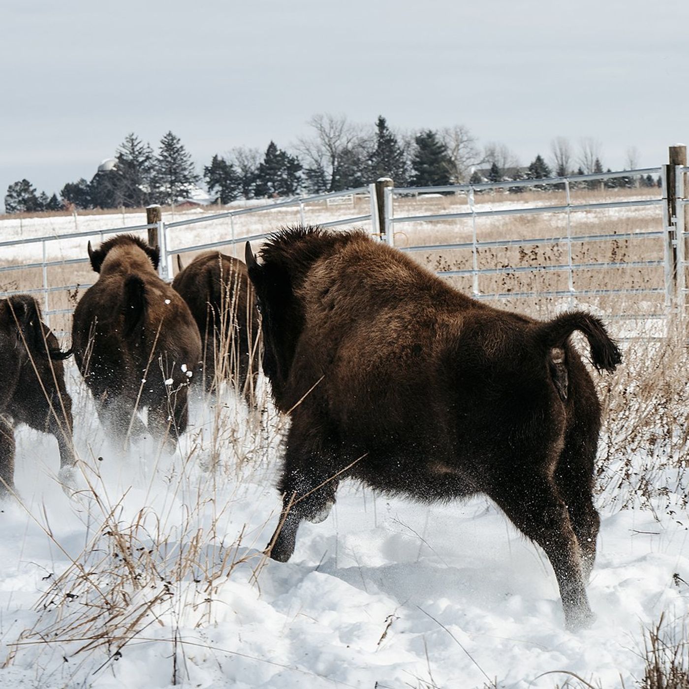 Sneak peeks of new bison in Kane County Forest Preserve sell out fast, but more events on the way episode artwork