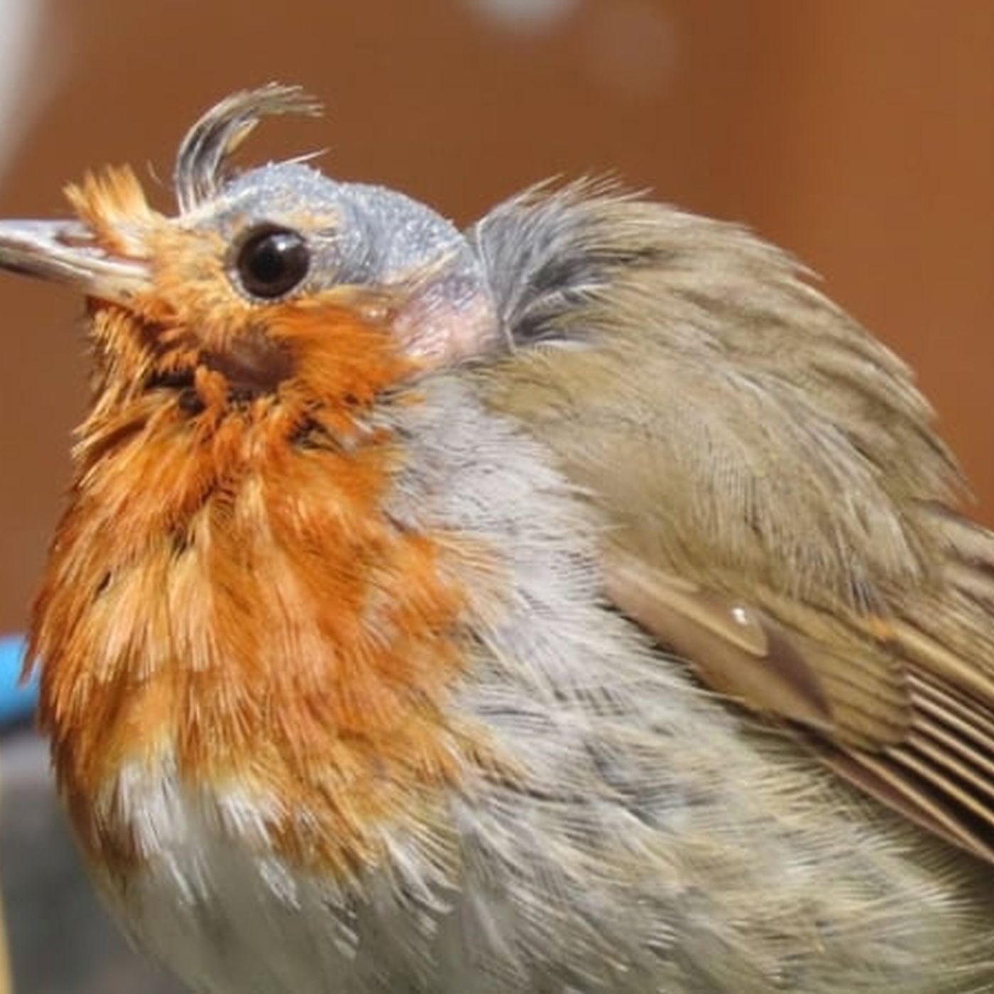 Elvis The European Robin episode artwork