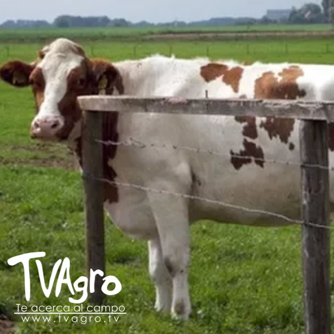 TV AGRO