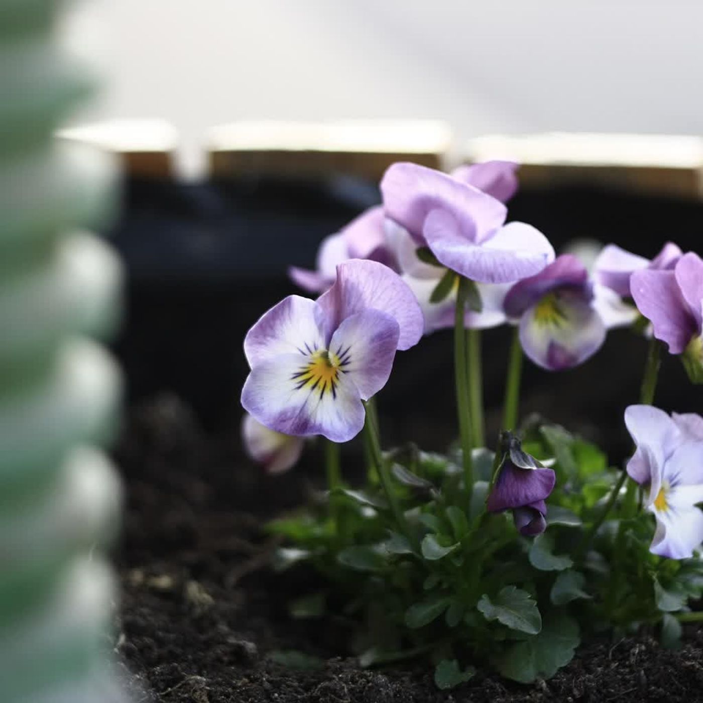 Wiosenne nasadzenia i inne zwiastuny wiosny