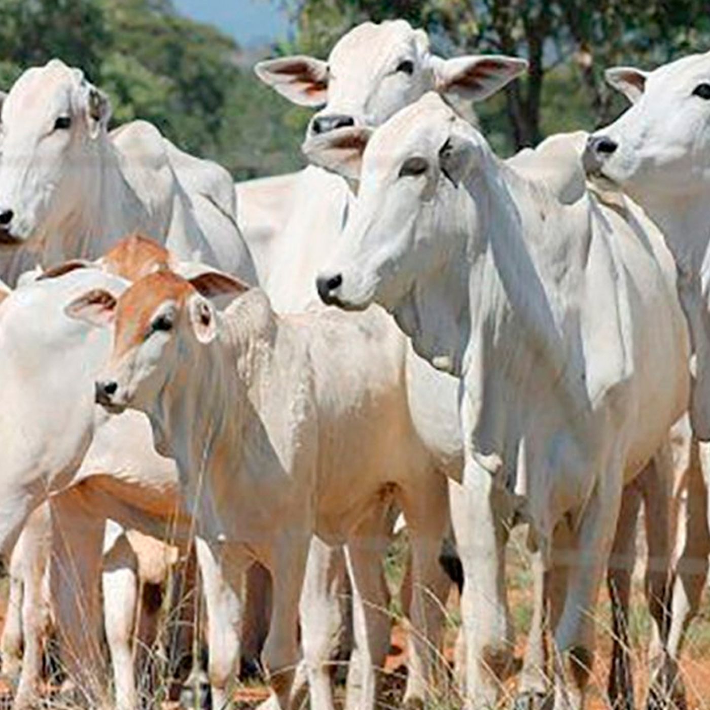 Notícias Agrícolas