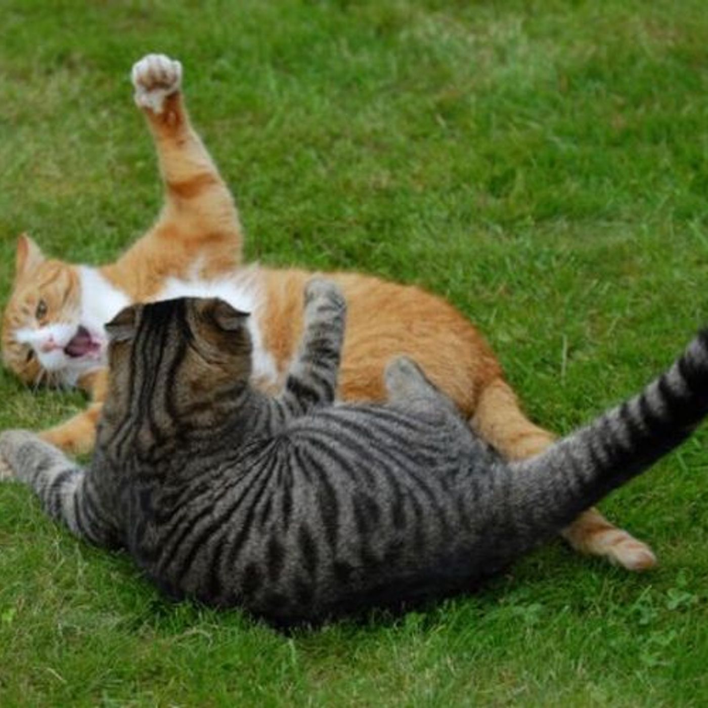 TOMMY SOTOMAYOR PULLS KWAME BROWN INTO A CAT FIGHT! 😹