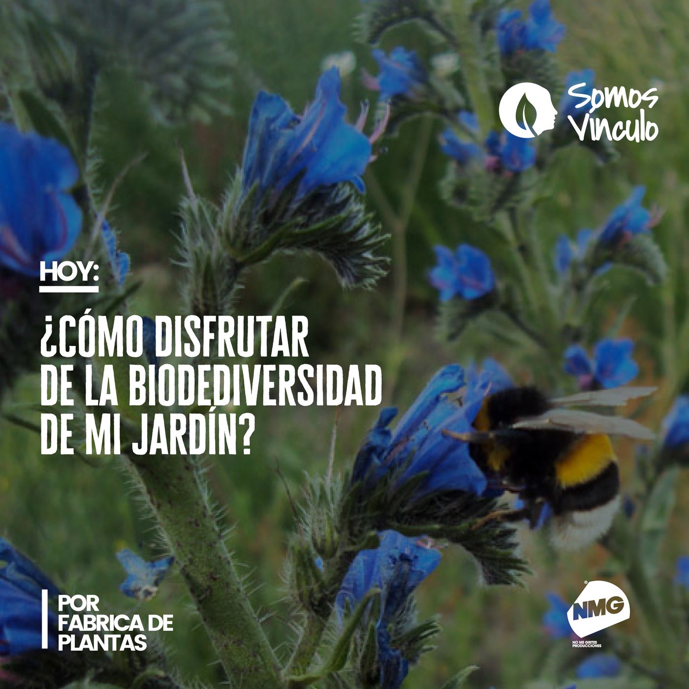 Somos vínculo