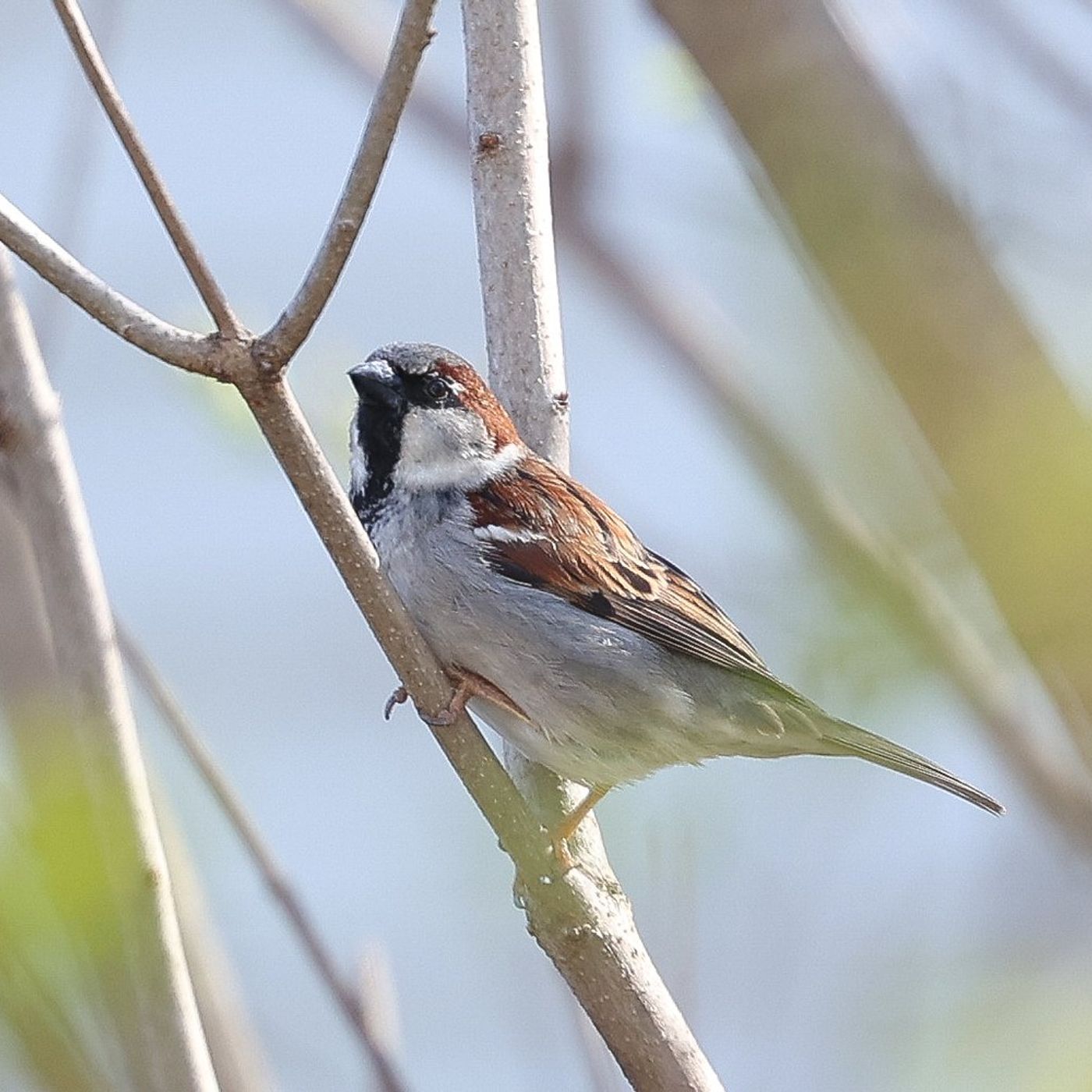 Kane County Audubon Society events set for March episode artwork