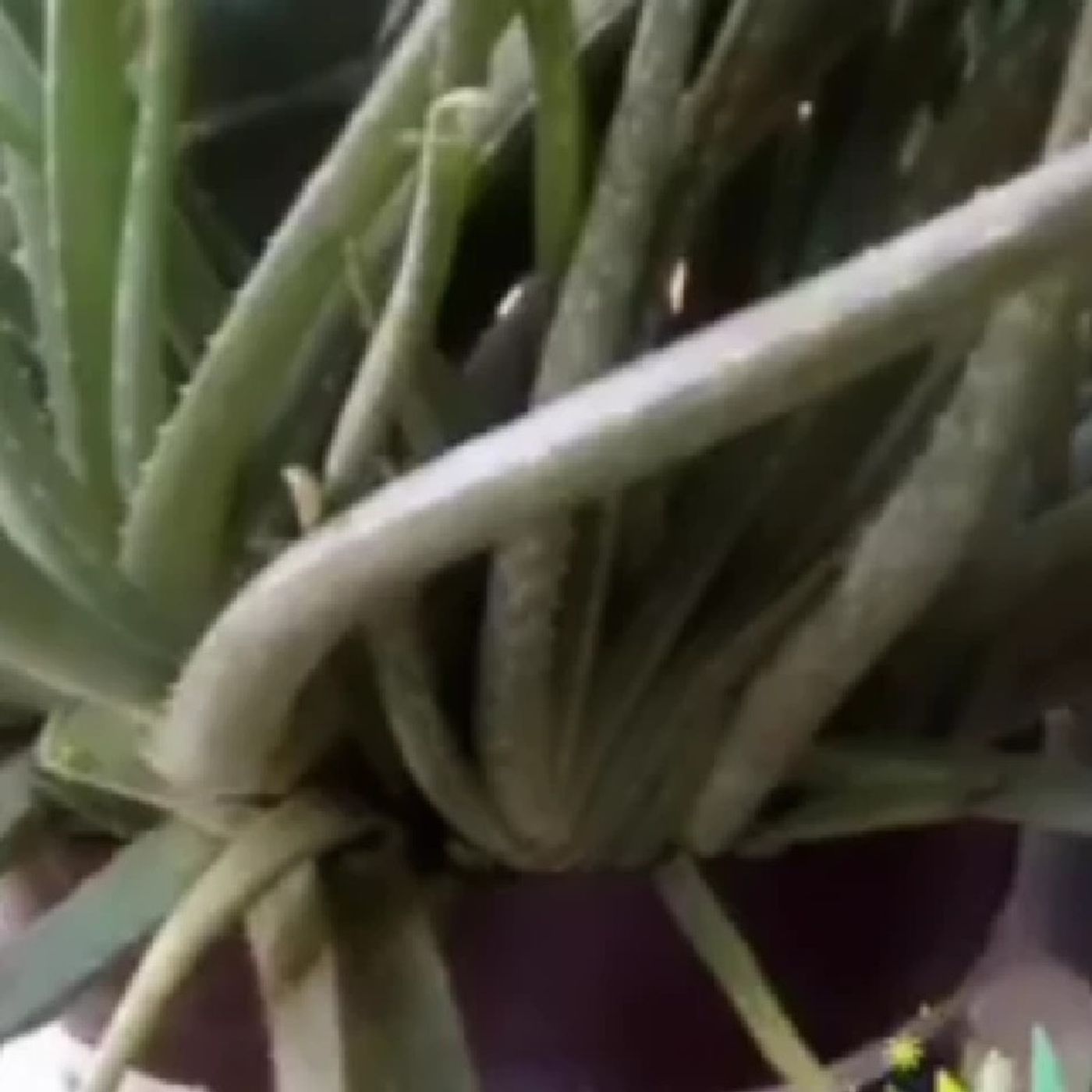 El podcast de NURY Cuidado Personal