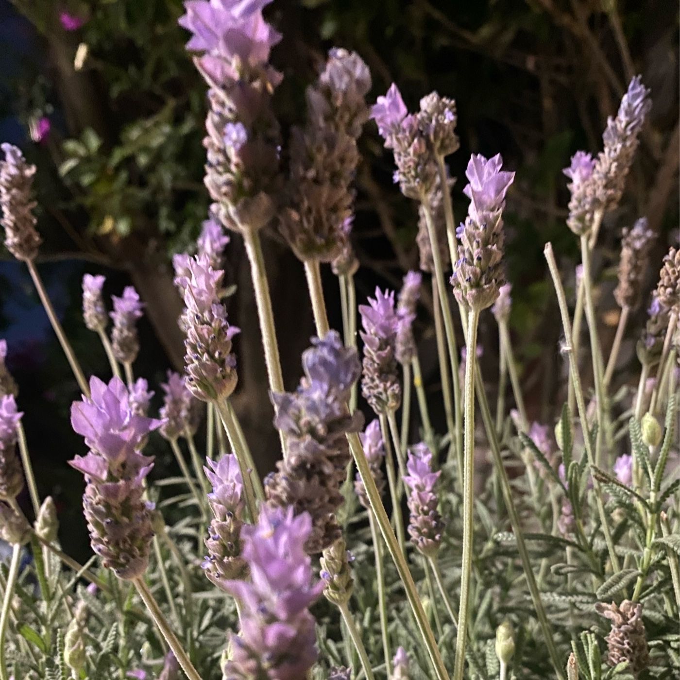 Desenredando Los Limites