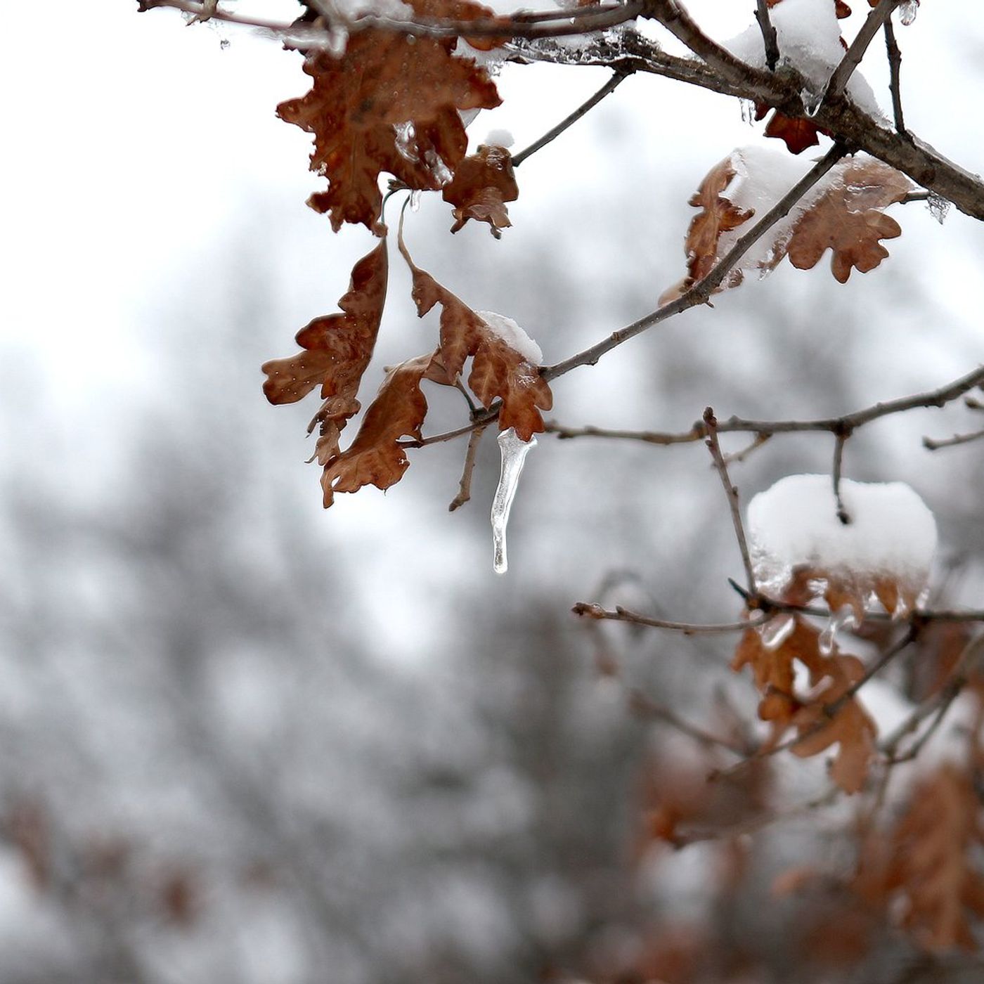 Warm weather allows long-delayed leaf pickup to resume in St. Charles episode artwork