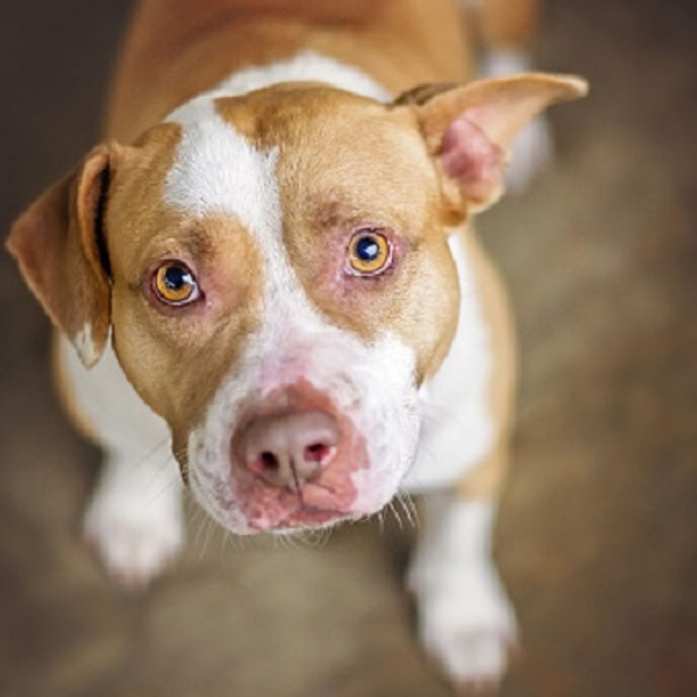 (Smile File) Woman who is an angel for animals gets surprise help from admirers episode artwork
