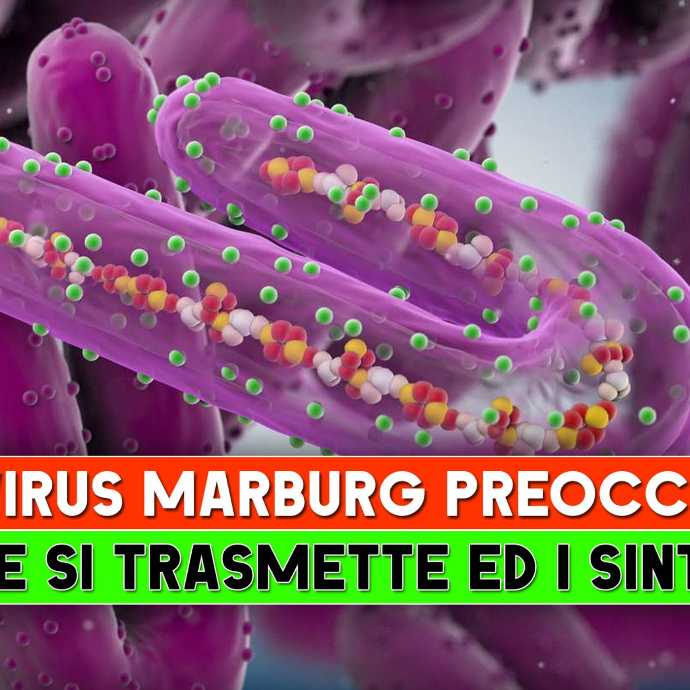 Il Virus Marburg Preoccupa: Come Si Trasmette ed I Sintomi! episode artwork