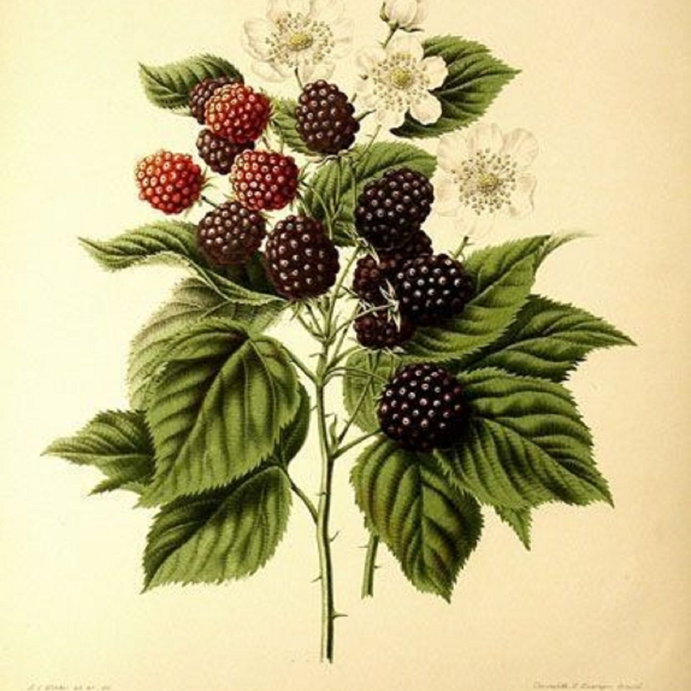 Show 257: Raspberry and Blackberry