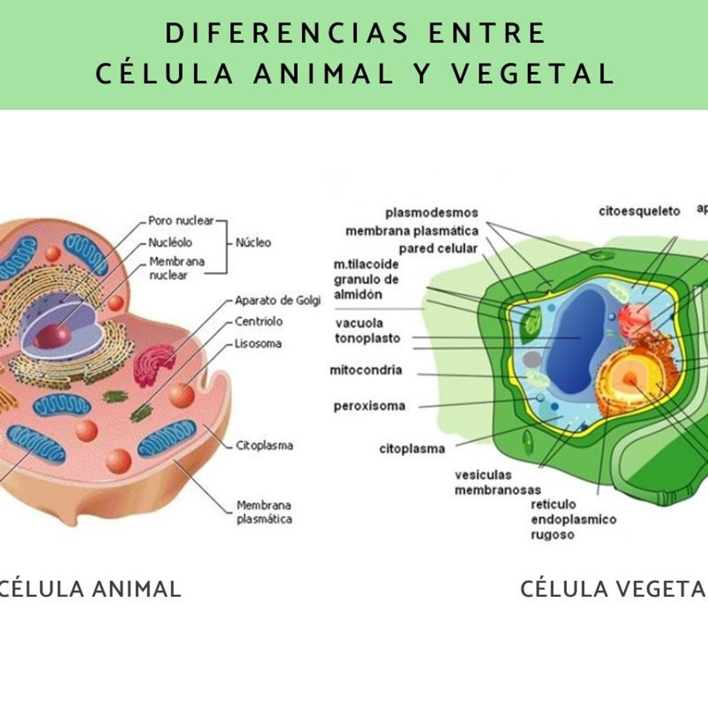 funciones de los organelos de la célula episode artwork