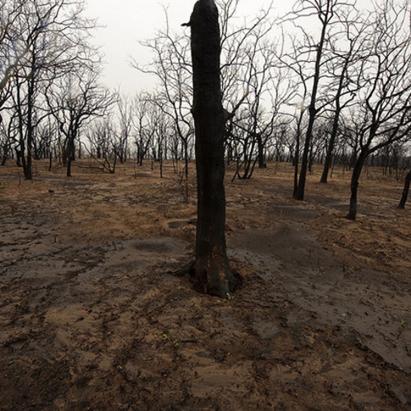 After a Wildfire, the Erosion Problem Begins episode artwork