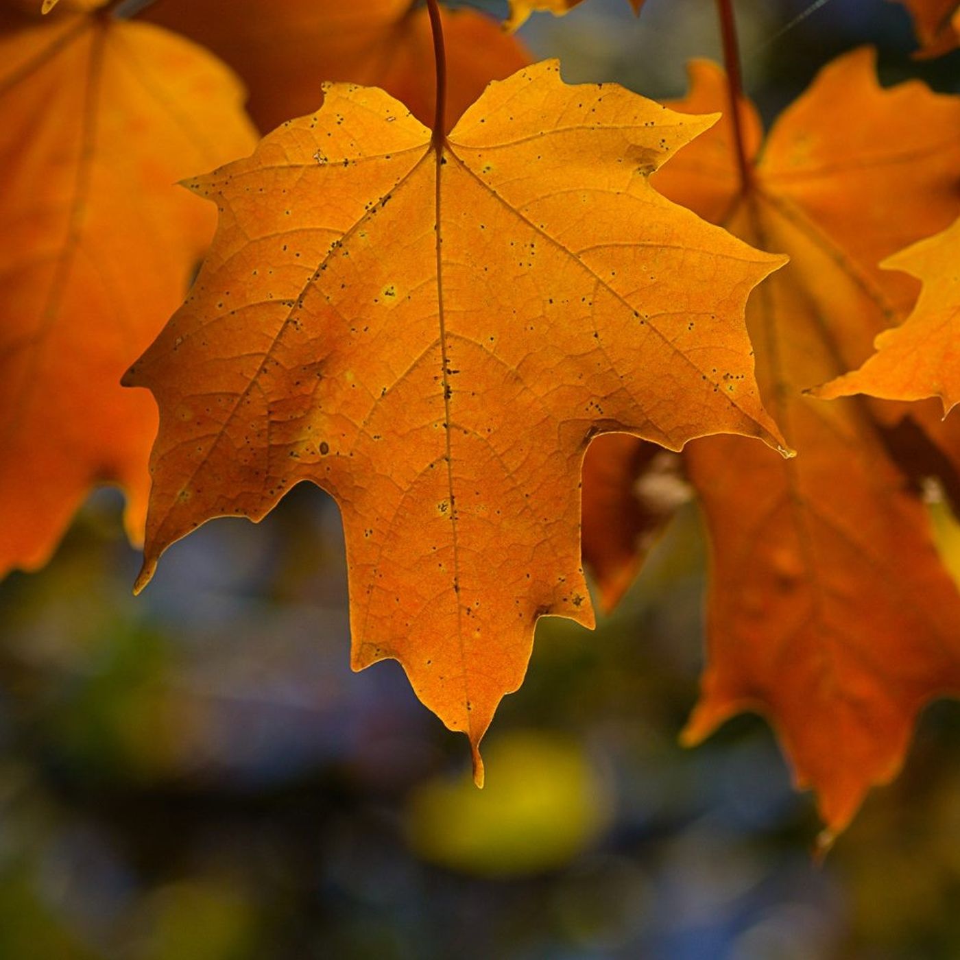 jpeg2RAW Photography Podcast