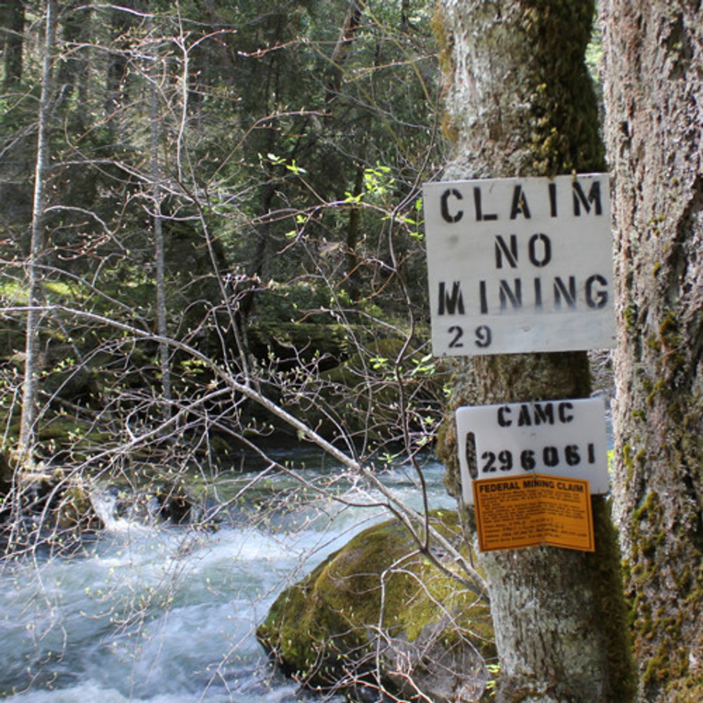 Court Orders Forest Service To Regulate Gold Mining In Salmon Streams episode artwork