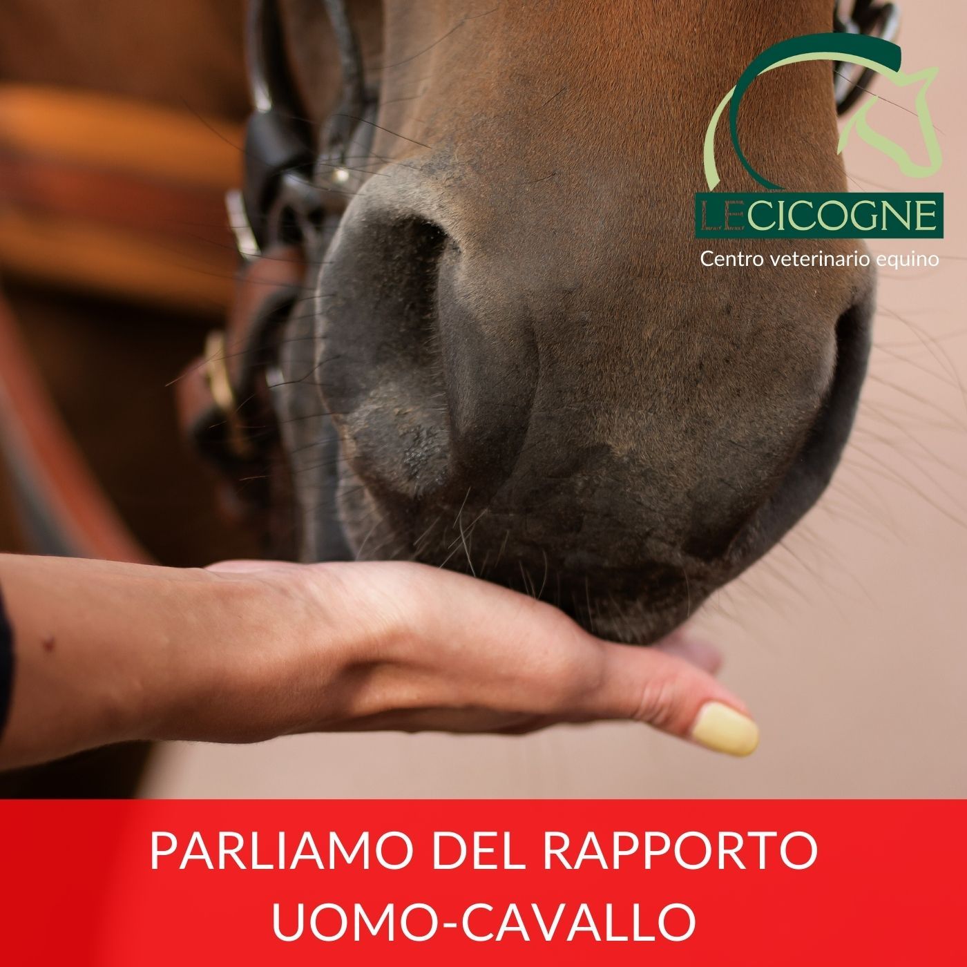 I cavalli: parliamo di salute e benessere