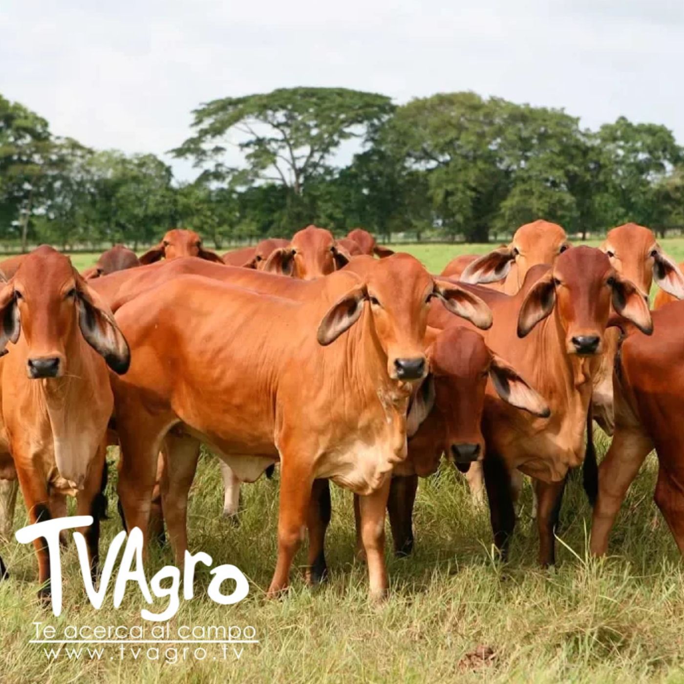 TV AGRO