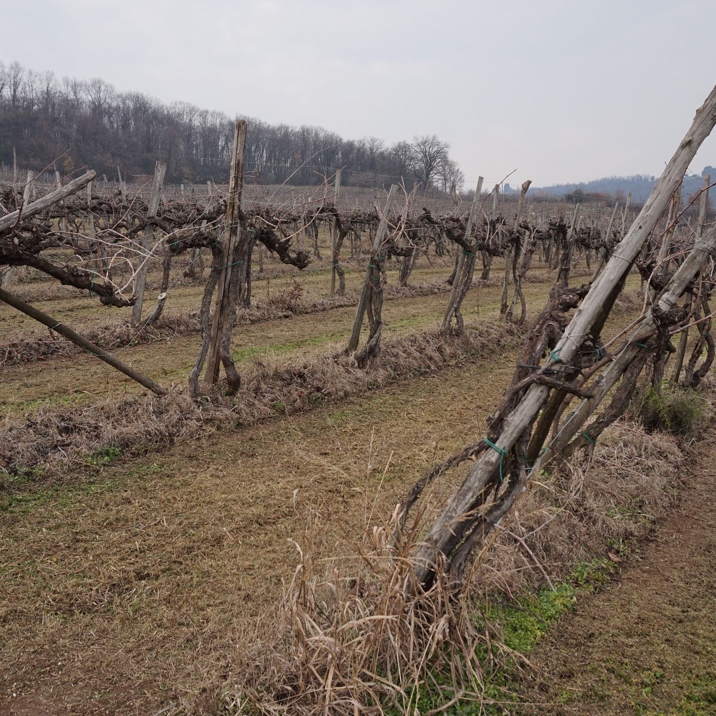 Enoagricola Blog
