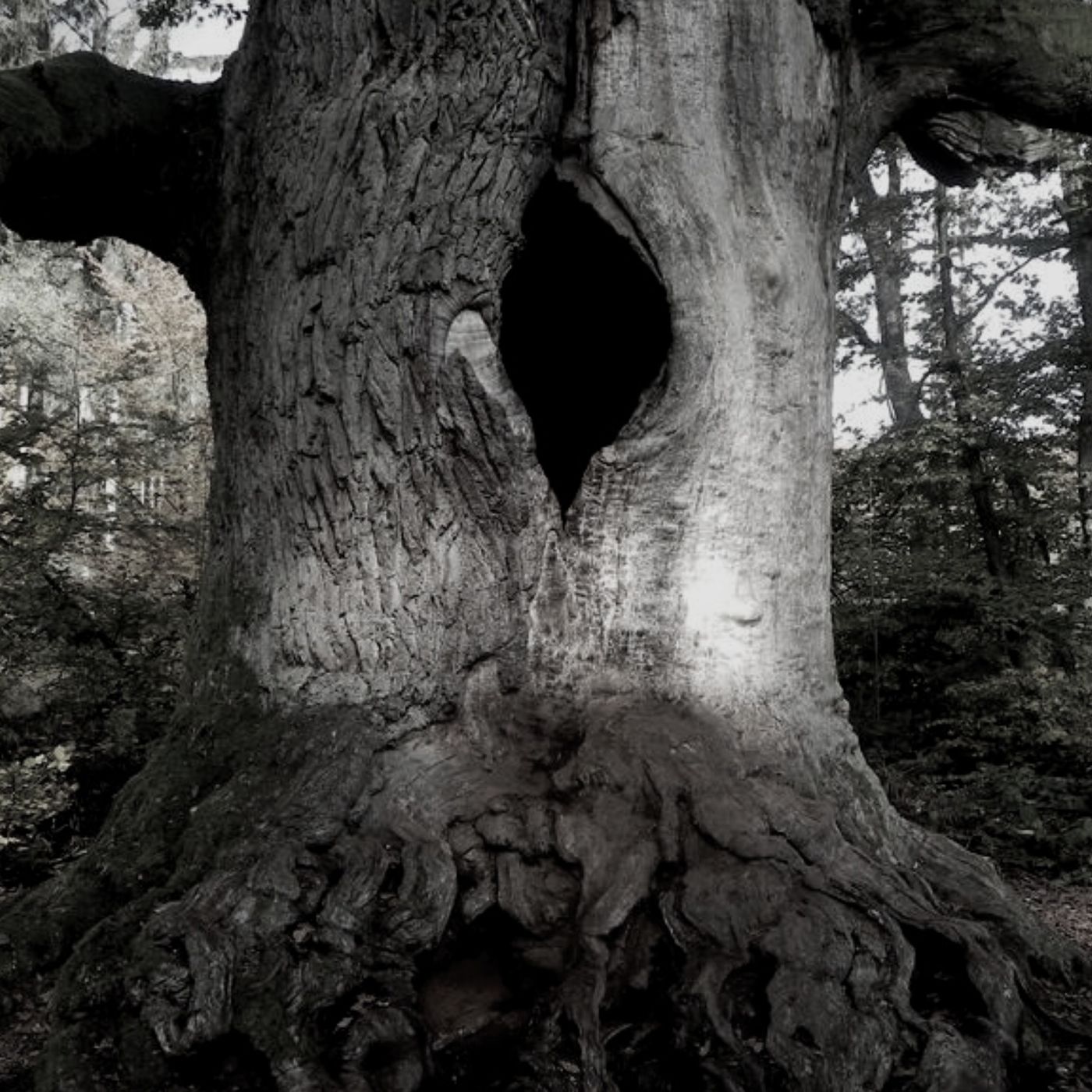 El Árbol De La Sangre Historias De Terror - REDE