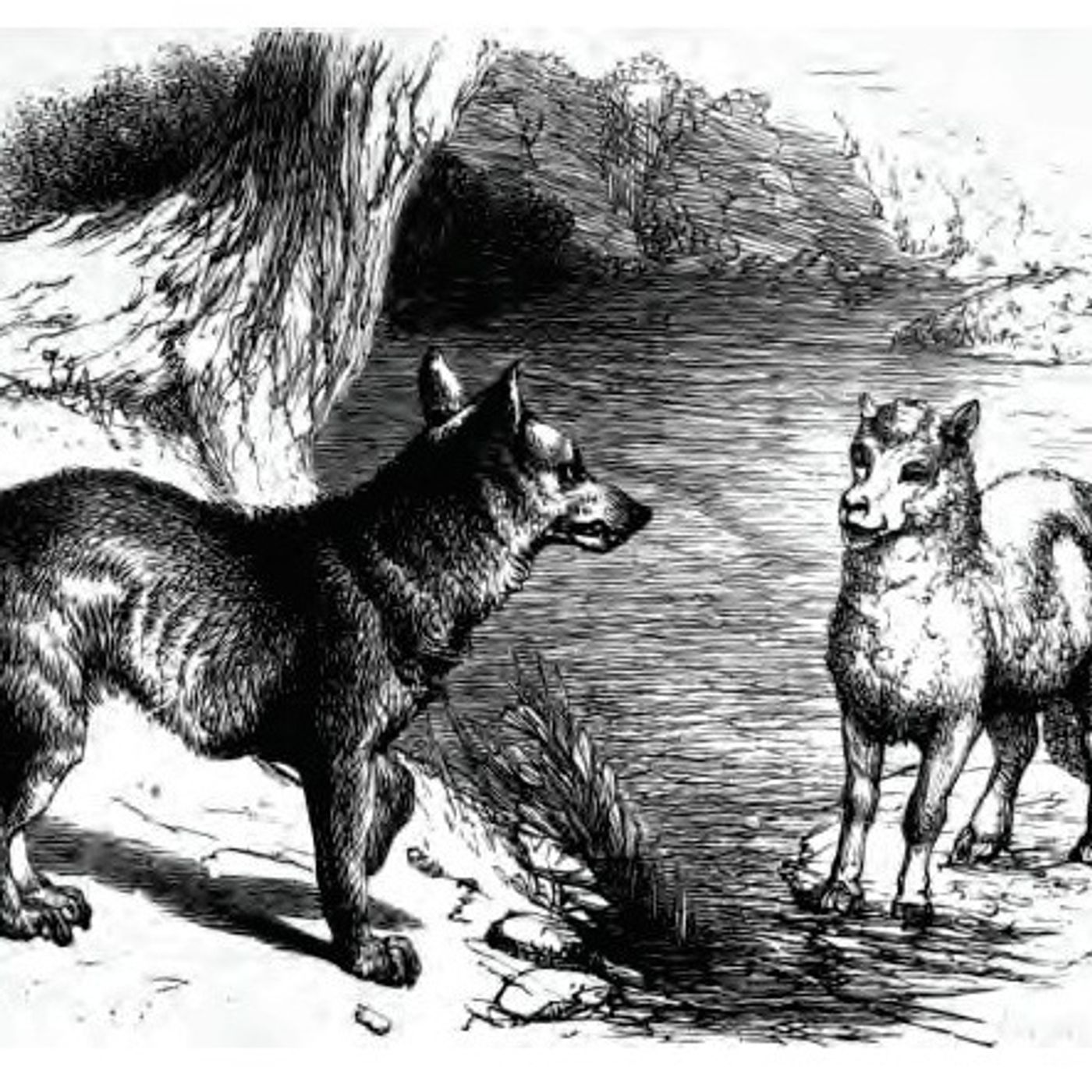 De Wolf en het Schaap | Aesopus Fabels episode artwork
