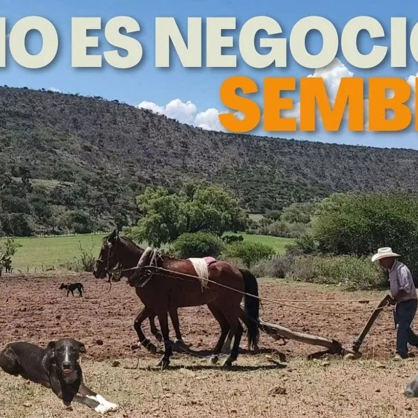_LOS JABALÍES SE COMEN LA MILPA_