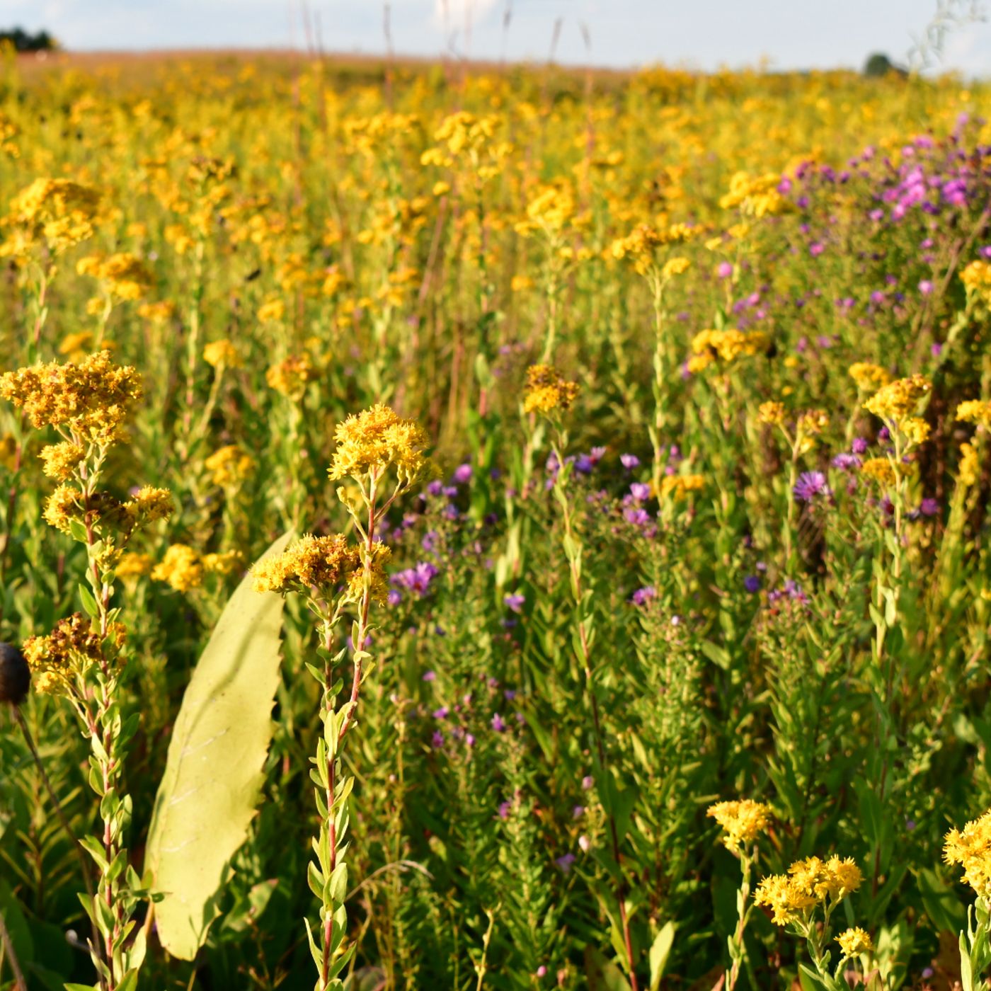 Prairie Rants & the Herbaceous Perennial Habit