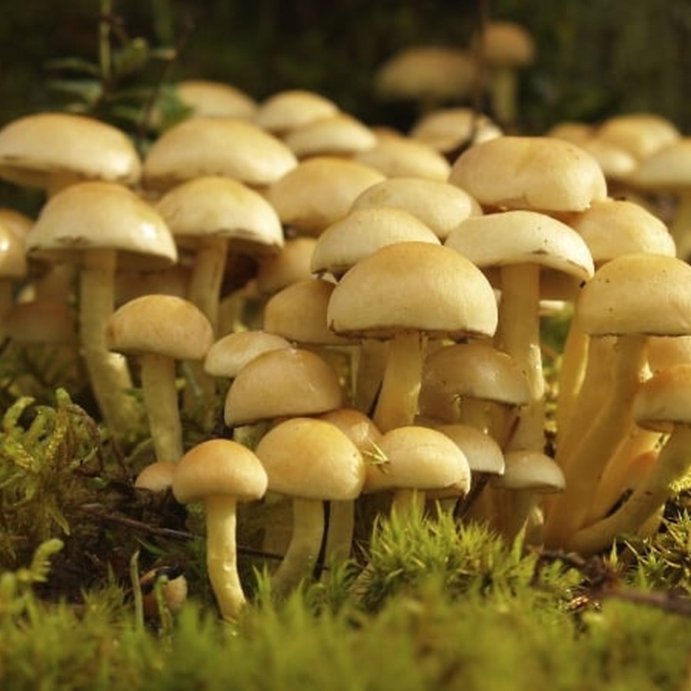 Kew Report: State Of The World's Plants & Fungi episode artwork
