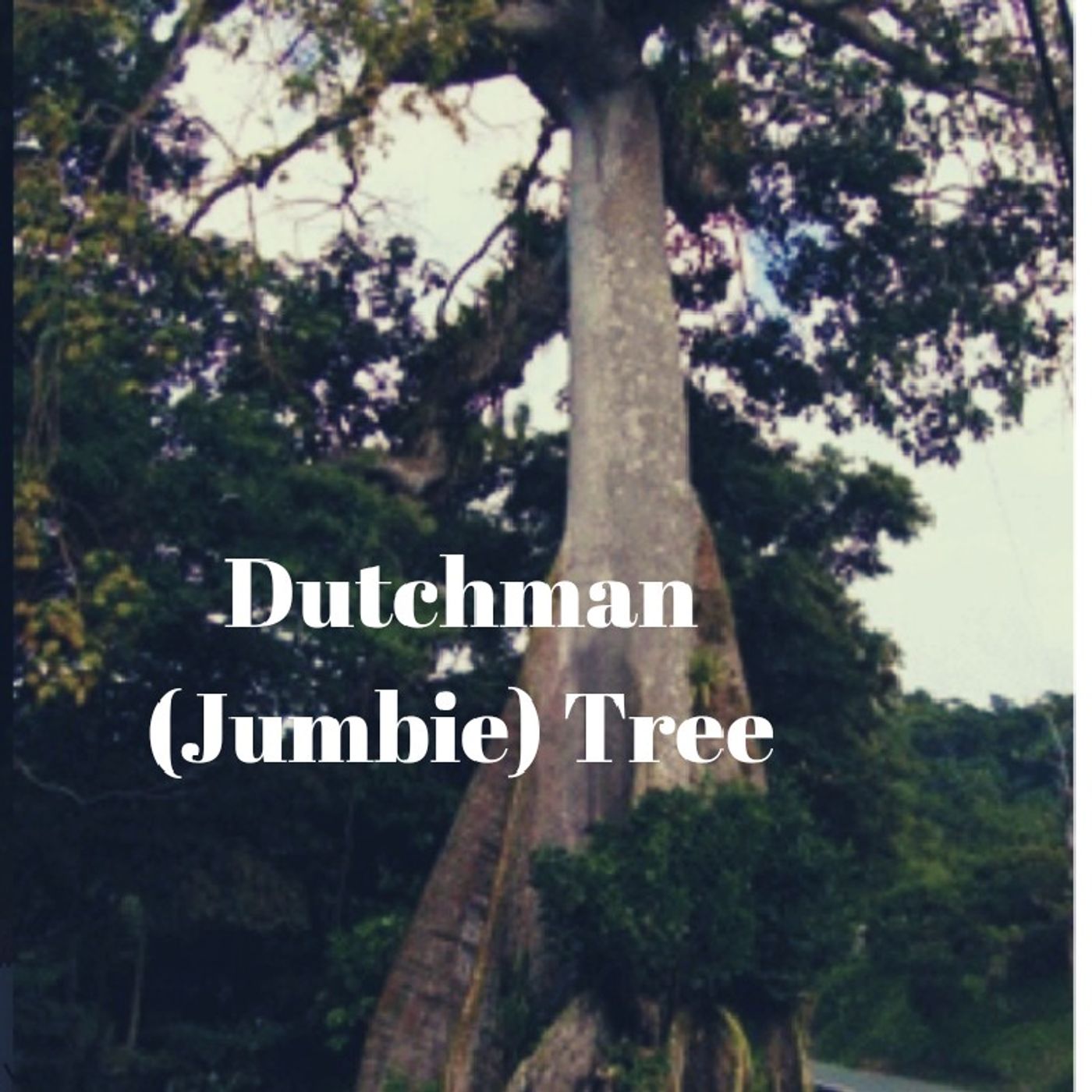 DUTCHMAN JUMBIE episode artwork