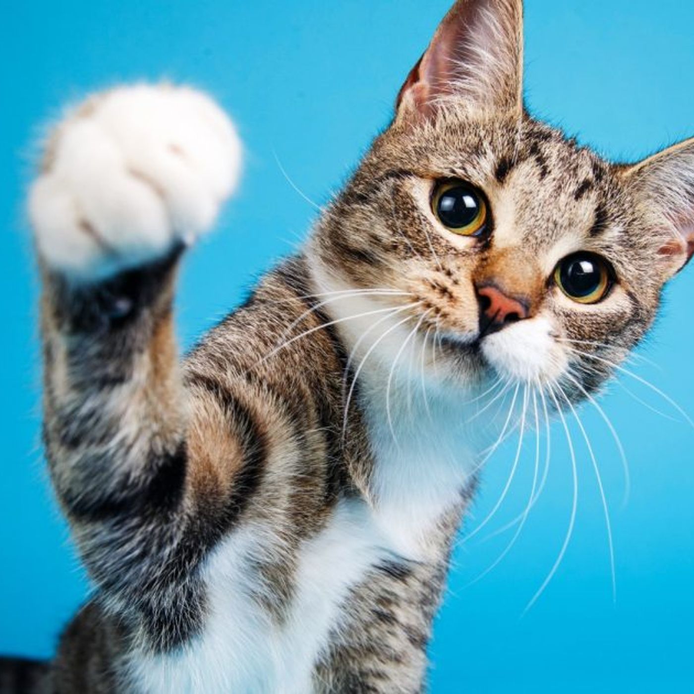 L'app che traduce i miagolii del tuo gatto in parole episode artwork